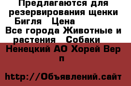 Предлагаются для резервирования щенки Бигля › Цена ­ 40 000 - Все города Животные и растения » Собаки   . Ненецкий АО,Хорей-Вер п.